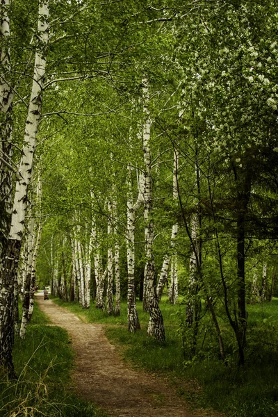 Birch Forest Girl Stroller Path — Stock Photo, Image