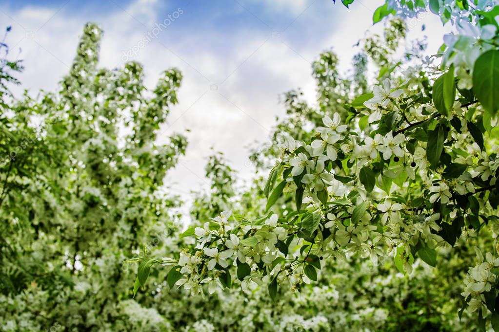 Spring, Sunny day, Apple tree in beautiful, white colors.