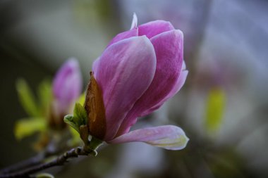 Nötr bir arka plan üzerinde güzel, parlak Magnolia çiçekler