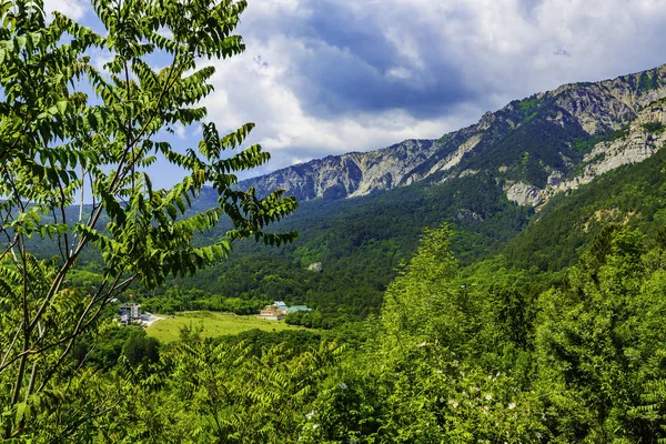 Verdi Alberi Fitti Ricoprivano Pendii Delle Montagne — Foto Stock