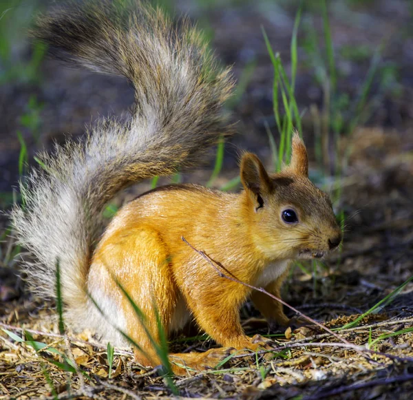 squirrel, a beautiful, curious animal in the forest