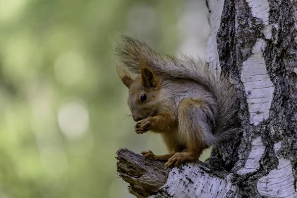 squirrel, a beautiful, curious animal in the forest