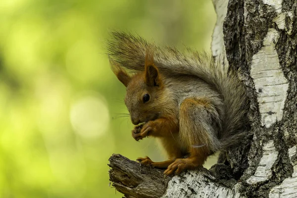 squirrel, a beautiful, curious animal in the forest