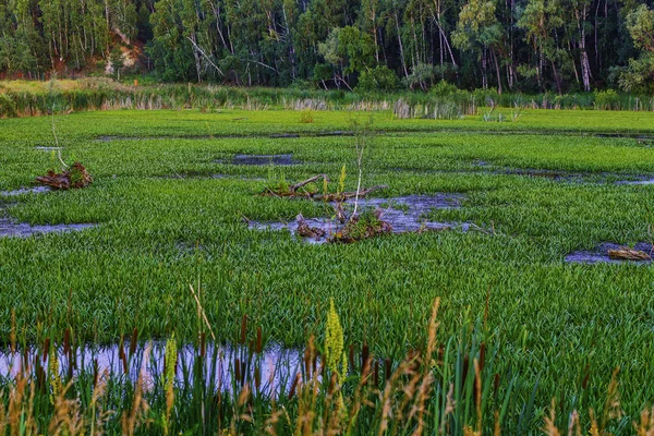 Pântano Verde Brilhante Coberto Com Grama — Fotografia de Stock