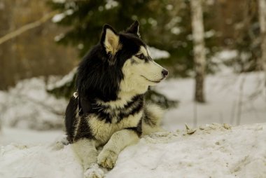 Güzel safkan Husky köpek karda yalan