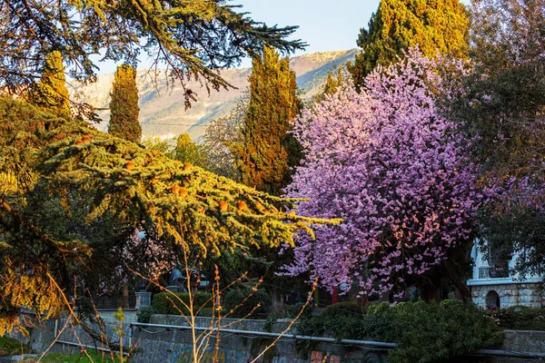 Λαμπερά Ελαιόδεντρα Λαμπερό Κεράσι Την Άνοιξη — Φωτογραφία Αρχείου