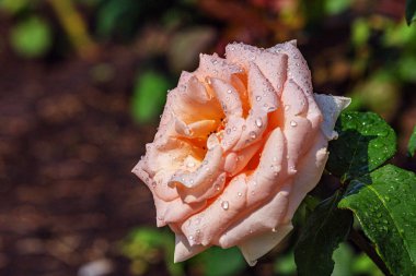 Bahçede güzel narin gül çiçeği