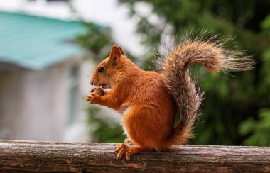 Sincap pencereden ziyarete geldi ve pencere üzerinde ekmek kabuğu nibbles