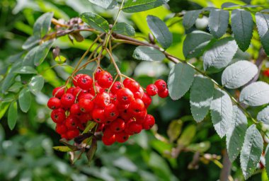 Yeşil yaprakların bir arka plan üzerinde, dağ kül rowan parlak, kırmızı meyveleri