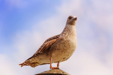 Güzel, gururlu bir kuş martısı Karadeniz kıyısında dinleniyor.