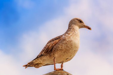 Güzel, gururlu bir kuş martısı Karadeniz kıyısında dinleniyor.