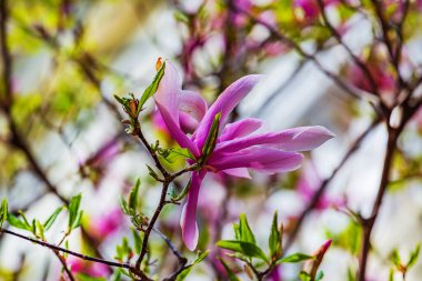 Pembe, narin, bahar Magnolia çiçekleri tarafsız bir arkaplanda
