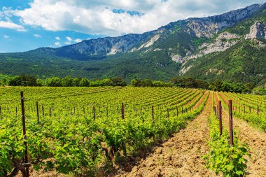 Kırım dağlarındaki parlak ve güzel doğa güzelliği ve renklerin isyanı karşısında büyülenir. .