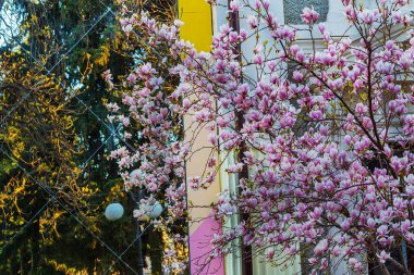 Pembe, narin, bahar Magnolia çiçekleri tarafsız bir arkaplanda
