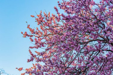 İlkbaharda açan ağaçlar havayı narin bir aromayla doldurur ve şehir manzarasını güzellik ve sağlıkla tamamlar..