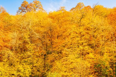 Güzel bulutlar, göz kamaştırıcı güneş ve sonbahar ağaçlarının parlak renkleri Rosa Khutor 'un yüksek rakımlı tatil beldesinde.