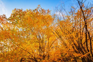 Güzel bulutlar, göz kamaştırıcı güneş ve sonbahar ağaçlarının parlak renkleri Rosa Khutor 'un yüksek rakımlı tatil beldesinde.