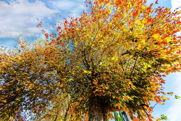 Sochi Arboretum Tiene Una Amplia Variedad Árboles Arbustos Especialmente Brillantes —  Fotos de Stock