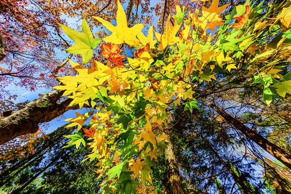 Sochi Arboretum Heeft Een Breed Scala Aan Bomen Struiken Vooral — Stockfoto