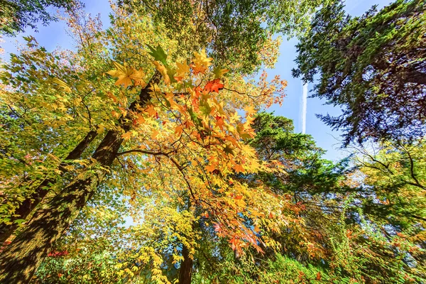 Sochi Arboretum Tiene Una Amplia Variedad Árboles Arbustos Especialmente Brillantes —  Fotos de Stock