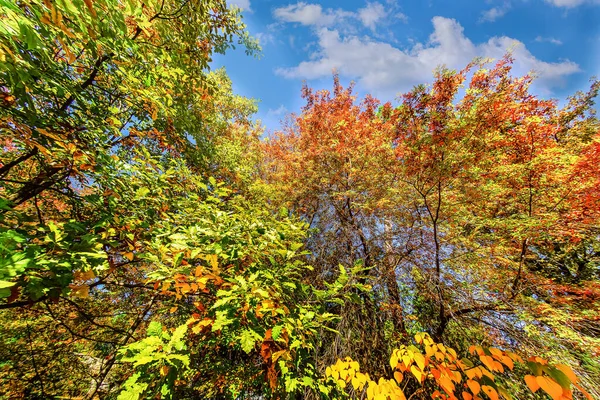 Sochi Arboretum Tiene Una Amplia Variedad Árboles Arbustos Especialmente Brillantes —  Fotos de Stock