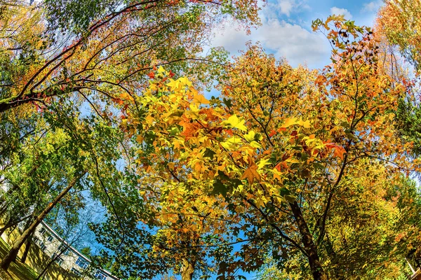 Sochi Arboretum Tiene Una Amplia Variedad Árboles Arbustos Especialmente Brillantes —  Fotos de Stock