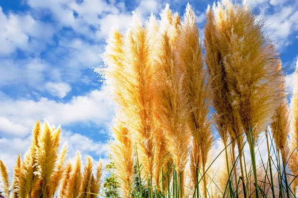 Sochi Arboretum Tiene Una Amplia Variedad Árboles Arbustos Especialmente Brillantes — Foto de Stock