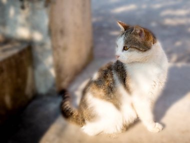 Gri tekir kedi yavrusu sokakta oturur ve merakla etrafına bakar.