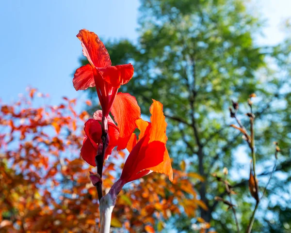 Amaryllisbloemen Zijn Prachtig Heldere Grote Bloemen Een Hoge Stam Trekken — Stockfoto