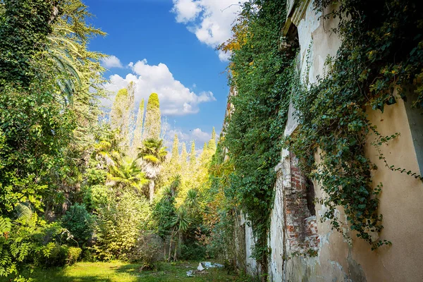 Λιάνα Καταβροχθίζει Κτίριο Σαν Χταπόδι Που Μπερδεύει Τους Τοίχους Αμπχαζία — Φωτογραφία Αρχείου