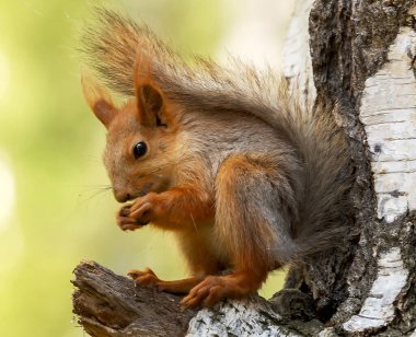 Parkta güzel kızıl saçlı bir sincap yaşıyor, insanları ziyarete geliyor ve balkon korkuluklarında güvercin olan eski arkadaşı ile sakince iletişim kuruyor.