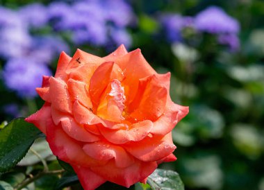 Aşkın, güzelliğin, güzelliğin ve cazibenin güzel, narin gülleri.