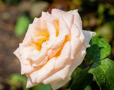 Aşkın, güzelliğin, güzelliğin ve cazibenin güzel, narin gülleri.