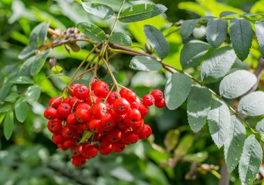 Hakkında birçok şarkının bestelendiği kızıl dağ külleri çok zengin vitaminlerdir, halk tarifleri ve kozmetolojide kullanılır.