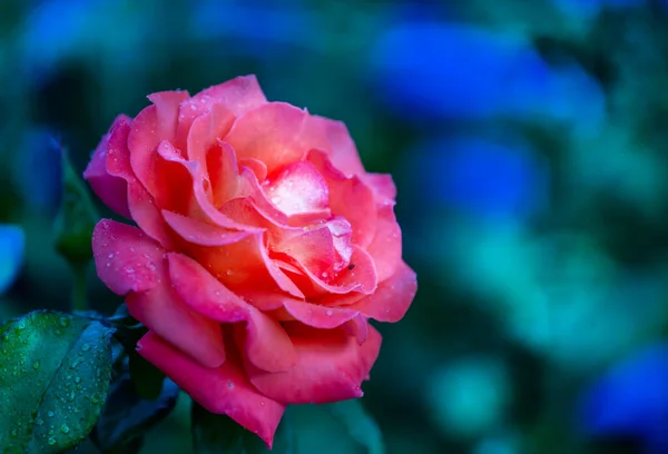 Jasne Piękne Delikatne Róże Symbolem Miłości Piękna Uroku — Zdjęcie stockowe