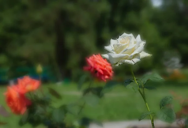 Brillante Hermosas Rosas Delicadas Símbolo Amor Belleza Encanto —  Fotos de Stock