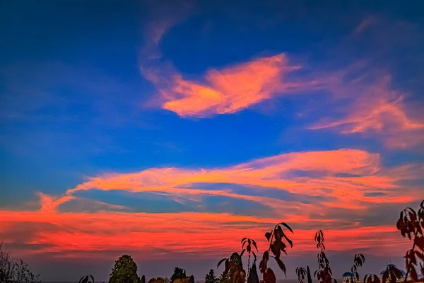 Nuvens Rosa Vermelhas Brilhantes Contra Céu Azul Ramos Das Árvores — Fotografia de Stock