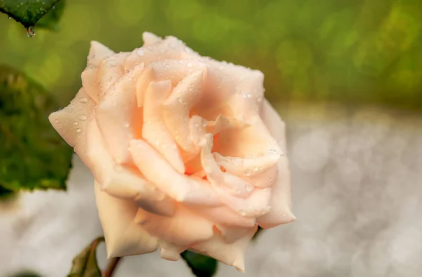 После Дождя Светлая Нежная Роза Покрытая Маленькими Капельками Сверкает Ярком — стоковое фото