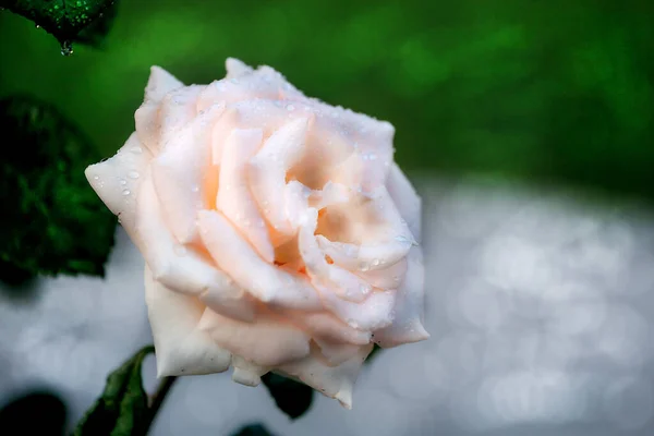 Deszczu Jasna Delikatna Róża Pokryta Małymi Kroplami Błyszczy Jasnym Słońcu — Zdjęcie stockowe