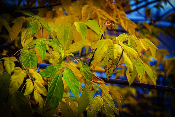 Sonbahar ormanı yeşilden kıpkırmızı ve altın sarısı renklere büründü.
