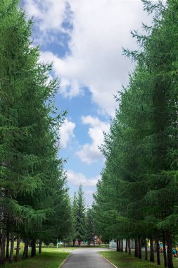 Uzun ince çam ağaçları ve köknar ağaçları taçlarını gökyüzüne kadar kaldırdı. Kar beyazı bulutlara karşı duruyormuş gibi.