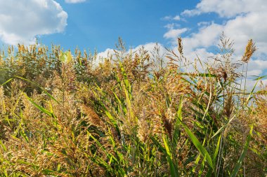 Güneş ışınları bulutları delip geçiyor. Güzel bulutlar gölün sessiz ayna suyuna yansıyor sazlıklar ve otlarla kaplanmış.