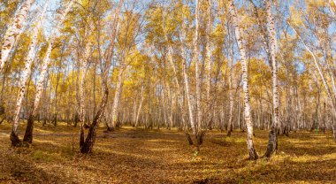 Sonbahar ormanı güzelliğiyle çarpıyor, altın yapraklı ağaçların parlak renkleri, koyu gölgeler, sarı otlar ve beyaz huş ağaçları özellikle karanlık bir arka planda güzel görünüyor..