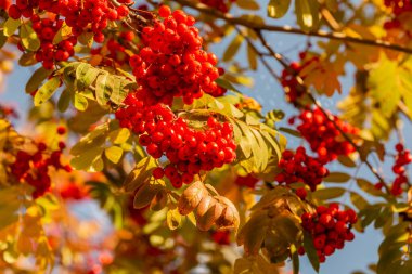 Sonbahar her şeyi parlak renklerle boyar. Dağ külünün parlak kırmızı kan böğürtlenleri ormanda görülebiliyor.