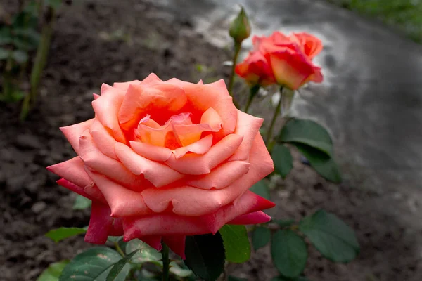 Brilhante Belas Rosas Delicadas Símbolo Amor Beleza Charme — Fotografia de Stock