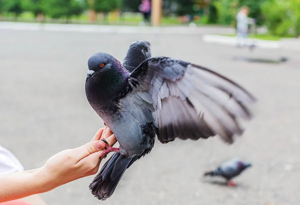 Güzel Bir Güvercin Kanatlarını Açtı Genç Bir Kızın Şefkatli Ellerine — Stok fotoğraf