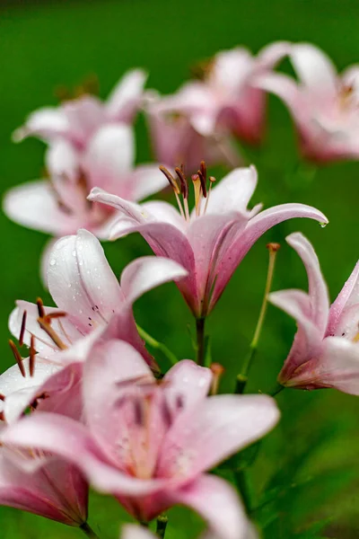 Lily Elegantní Exotické Květiny Symbol Spojení Dlouhodobých Vztahů — Stock fotografie
