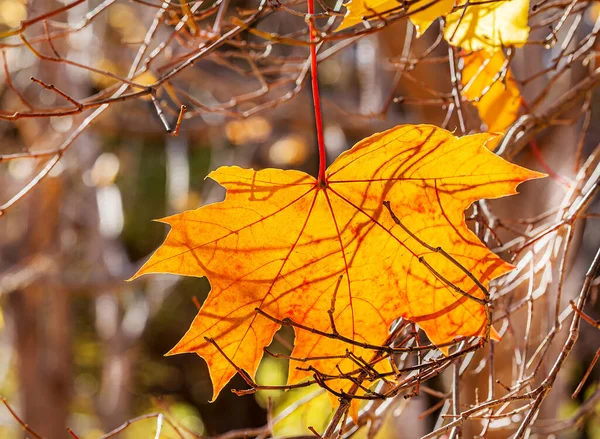 Una Hoja Arce Amarillo Brillante Brilla Través Los Rayos Brillantes —  Fotos de Stock