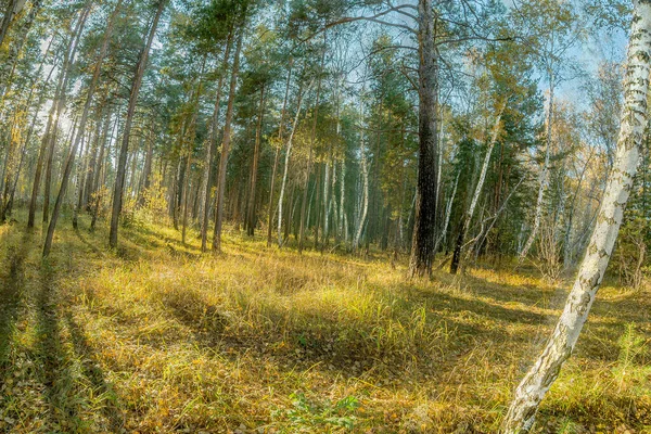 Sonbahar Ormanı Güzelliğiyle Çarpıyor Altın Yapraklı Ağaçların Parlak Renkleri Koyu — Stok fotoğraf