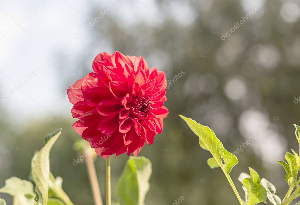 Dahlia flowers are remarkable for their variety of shapes. Dahlia symbolizes elegance and dignity.